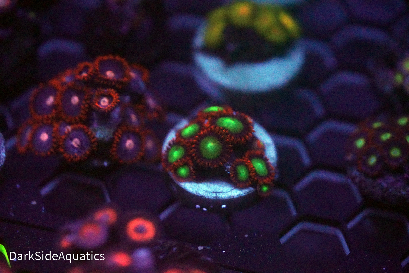 Zoas