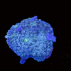 Blue Balls Bounce Mushroom