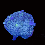 Blue Balls Bounce Mushroom