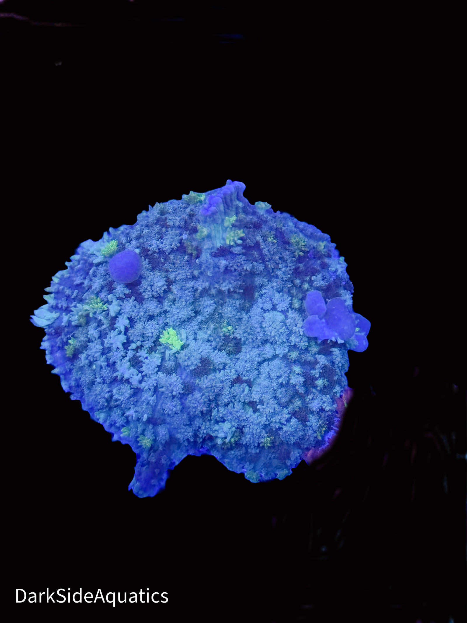 Blue Balls Bounce Mushroom