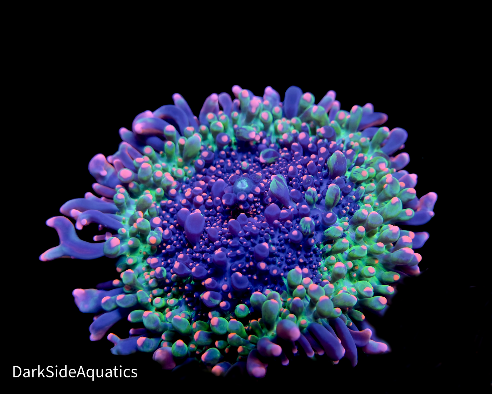 Godzilla Bounce Mushroom