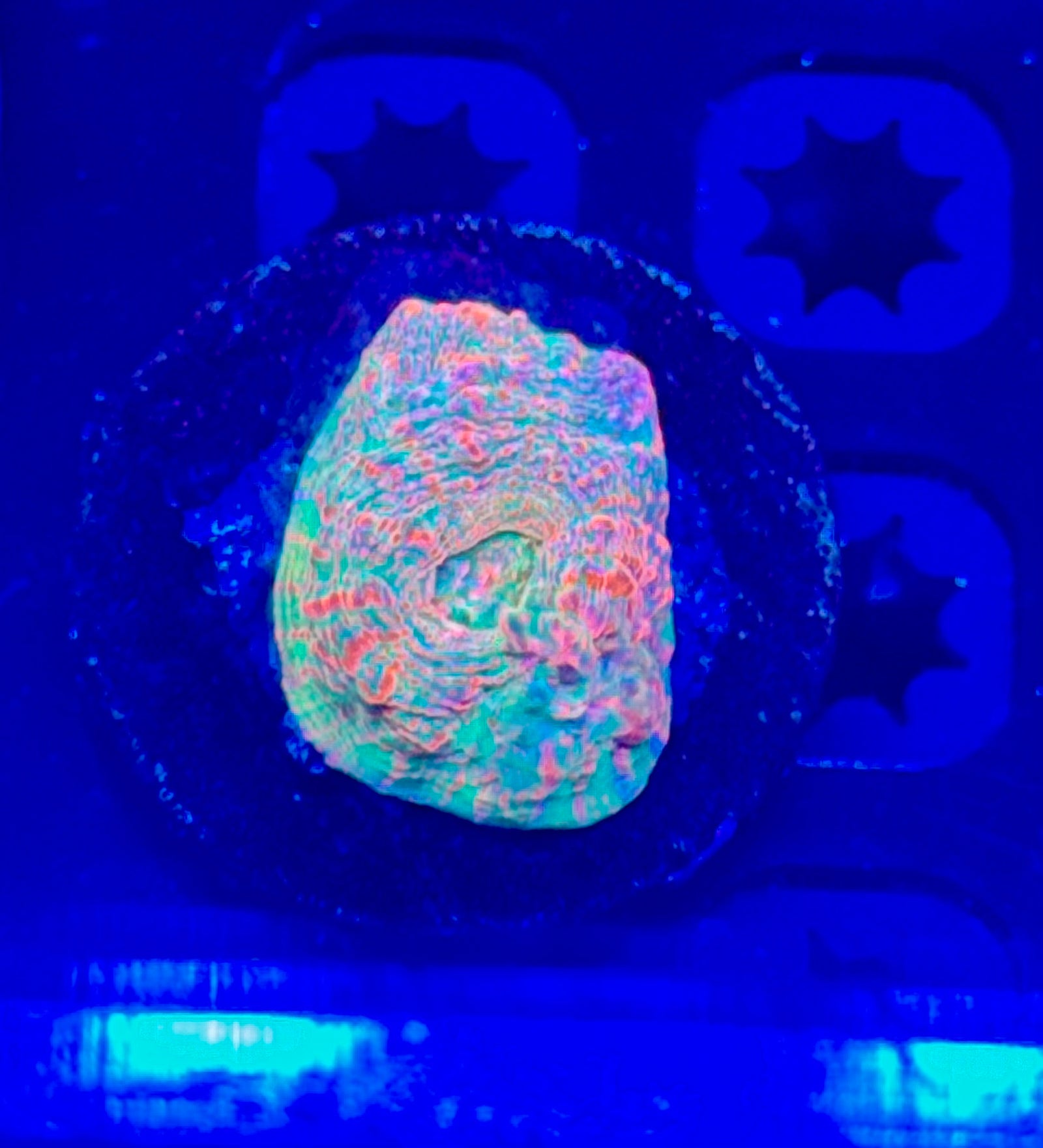 Candy Explosion Chalice