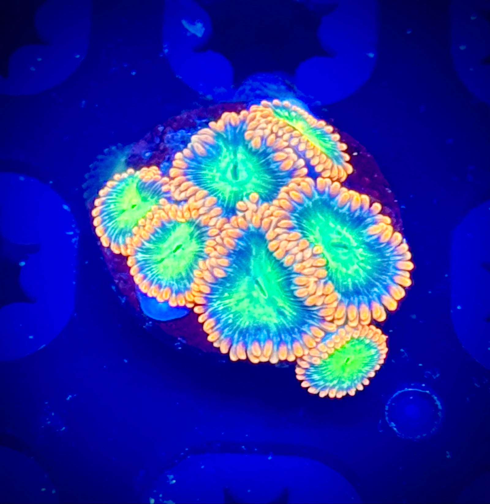 Atomic Breath Zoas