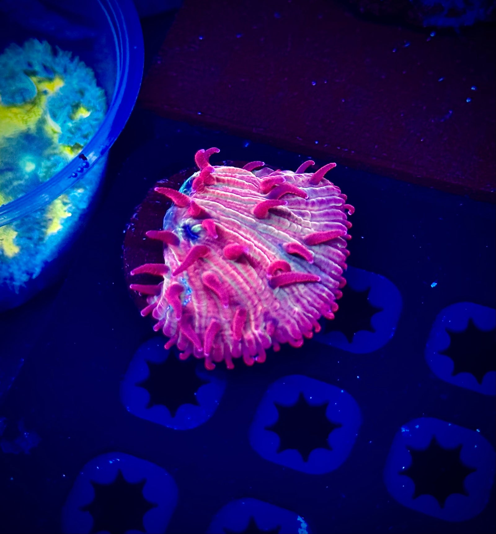 El Diablo Diaseris Plate