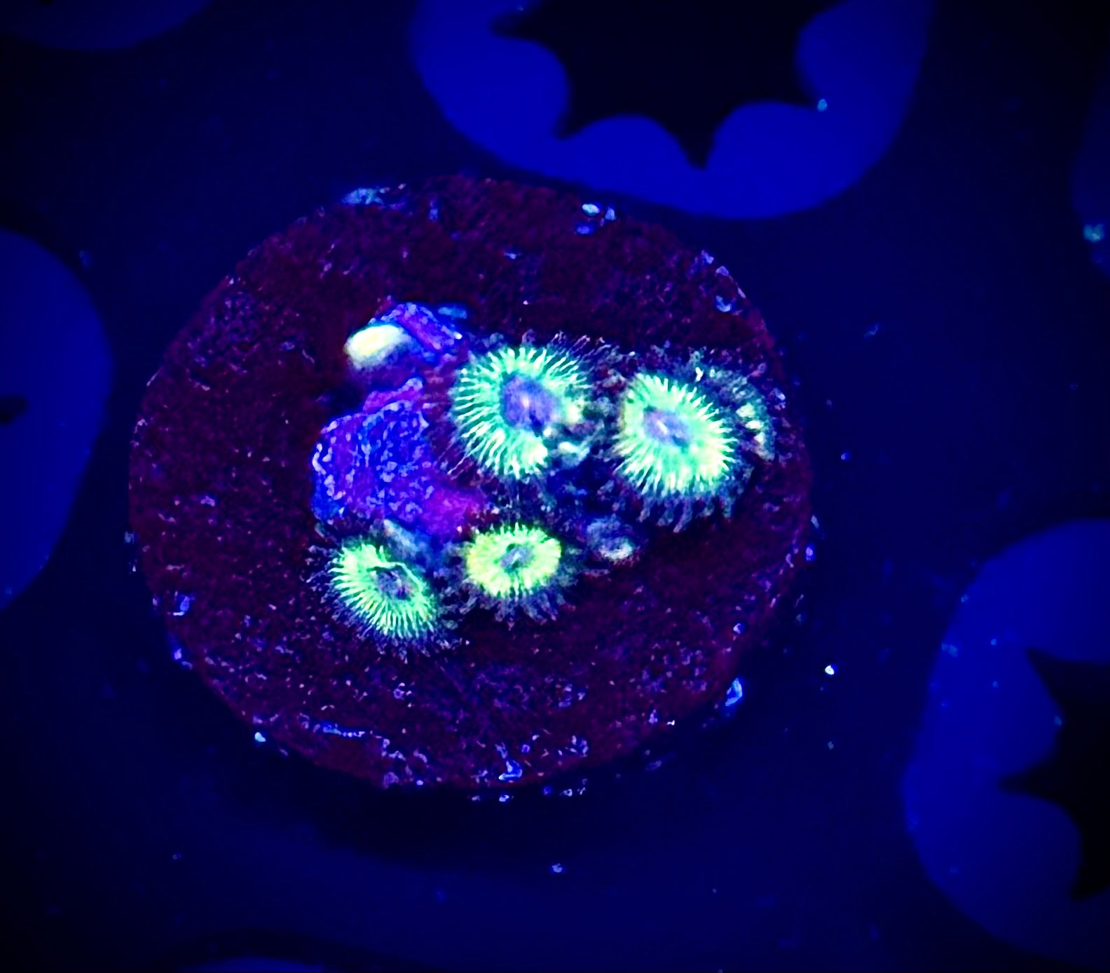 Luigi's Mansion Zoas