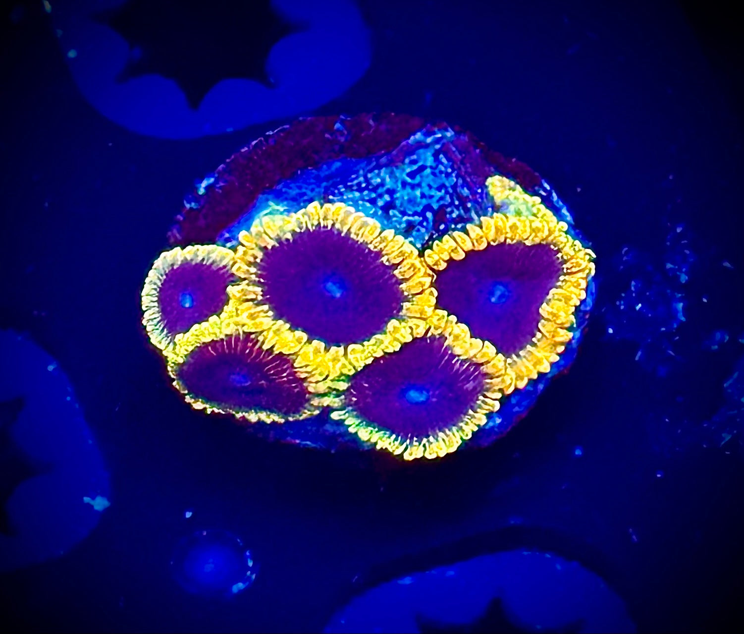 Warp Drive Zoas