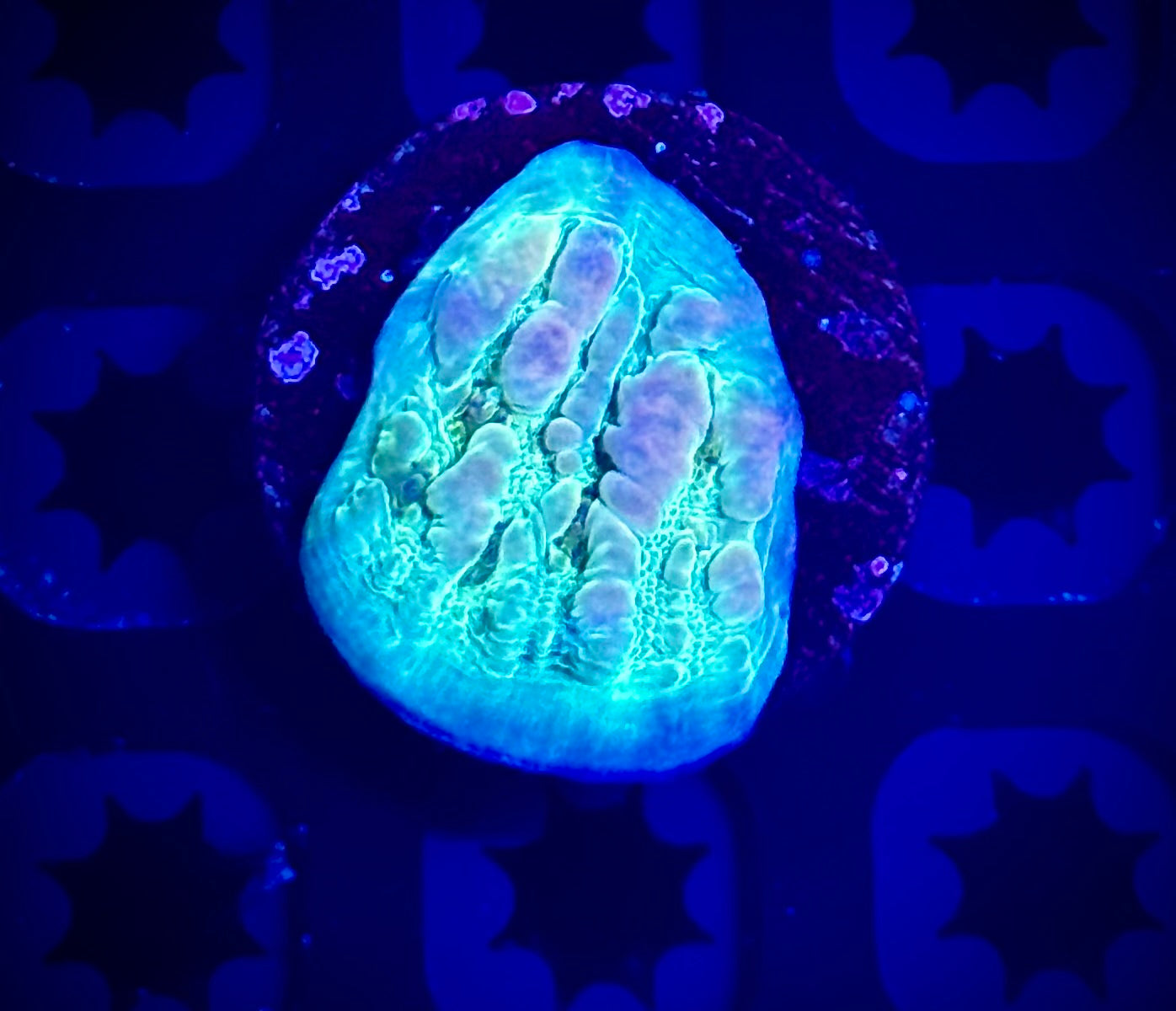 WWC Cosmic Candy Bounce Chalice