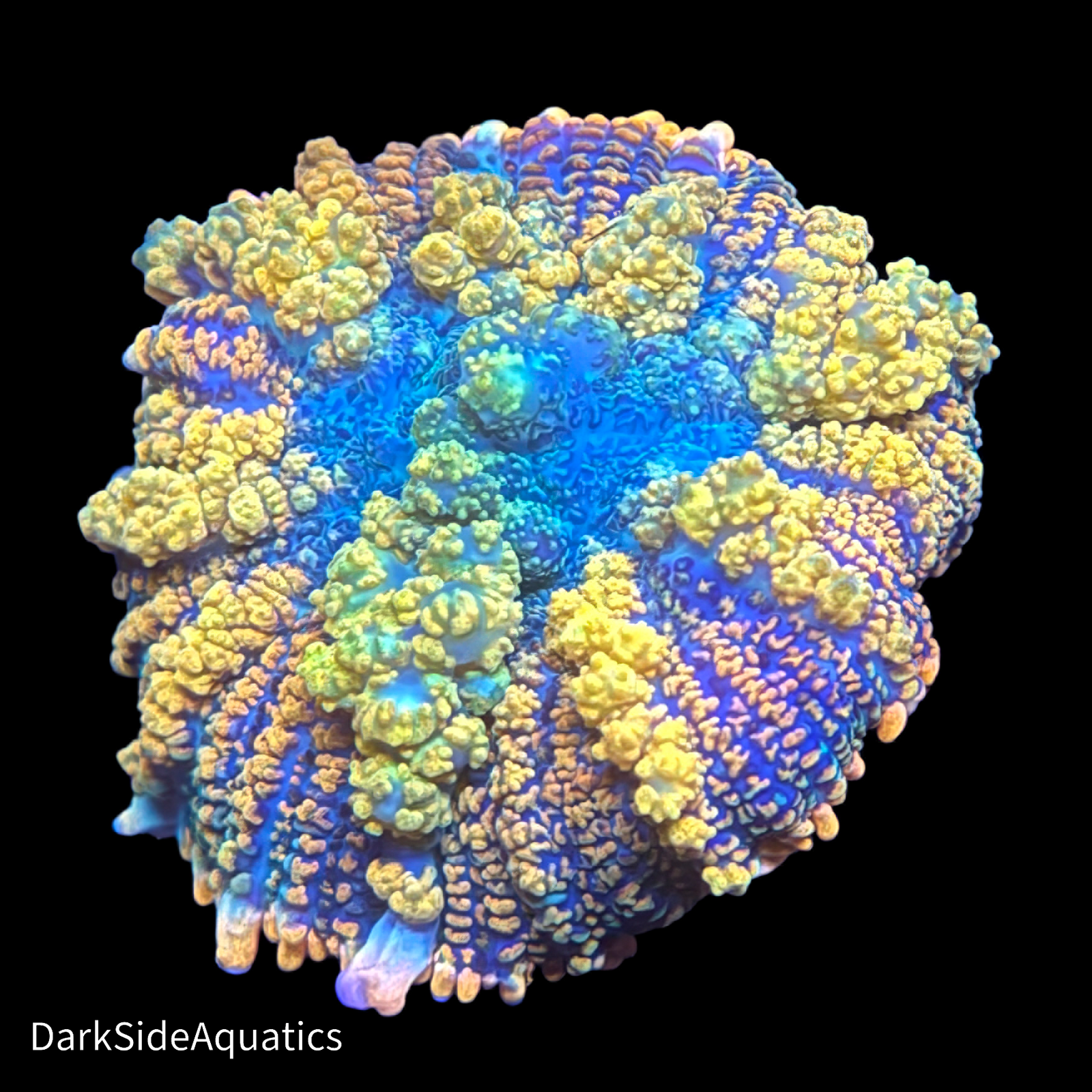 TSA Maui Wowie Bounce Mushroom