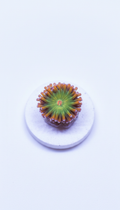 Ultra Green Torch coral fragment