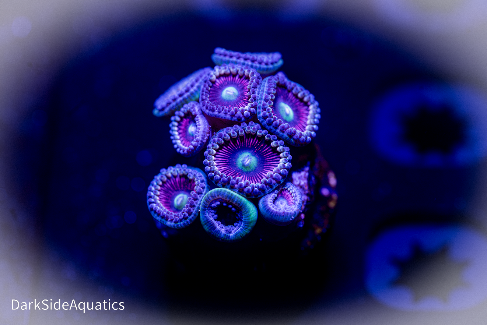 DSA Ace of Spades zoa