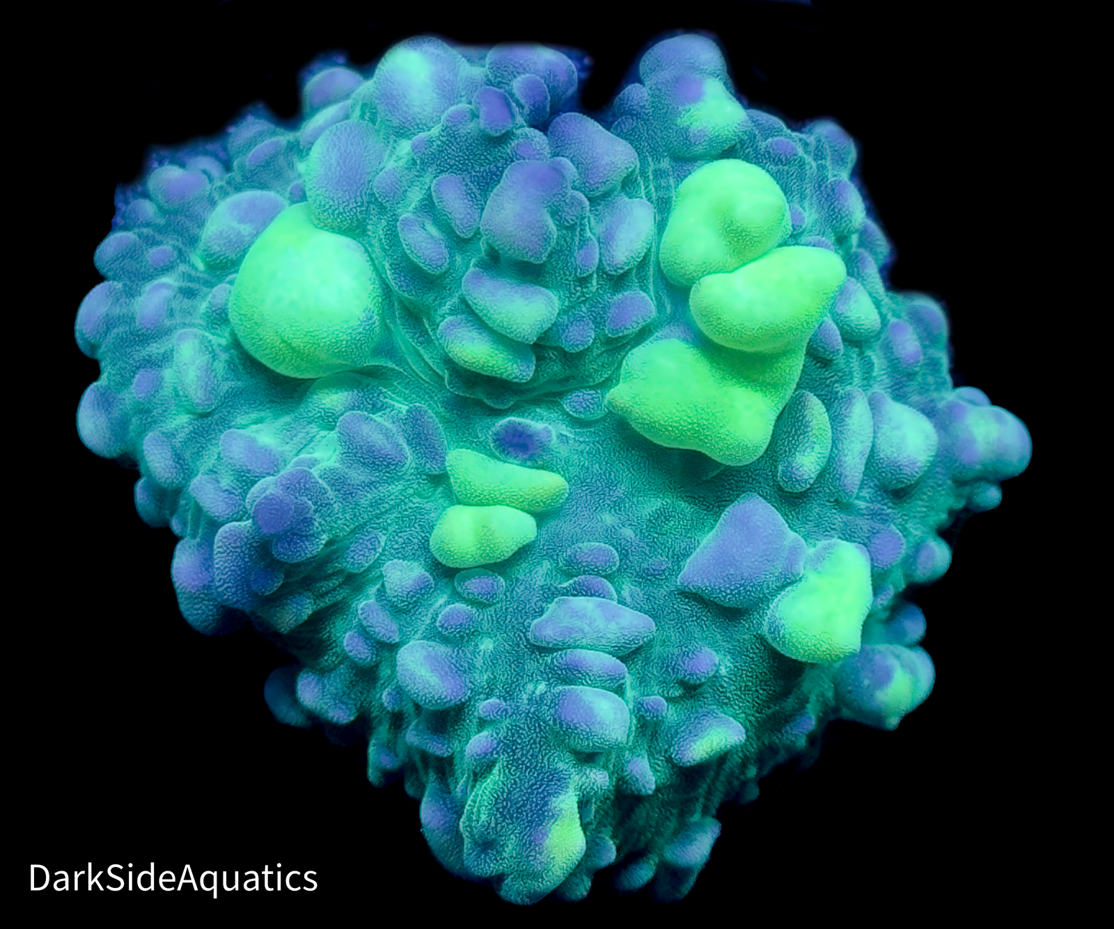 Mellow Yellow Bounce Mushroom