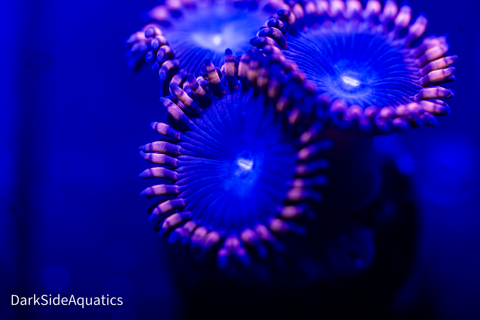 Zoas – Dark Side Aquatics